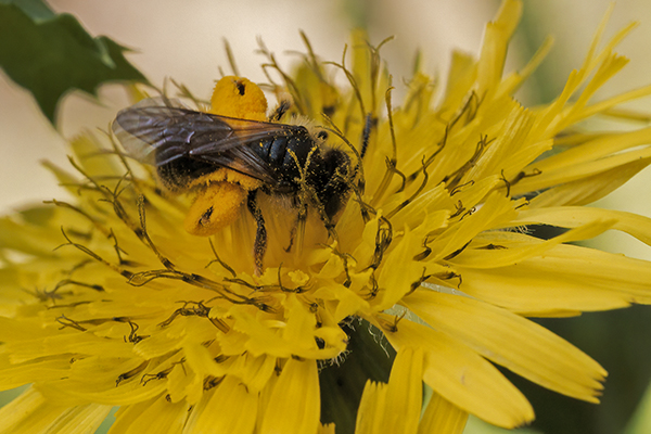 Andrenidae: Andrena sp.